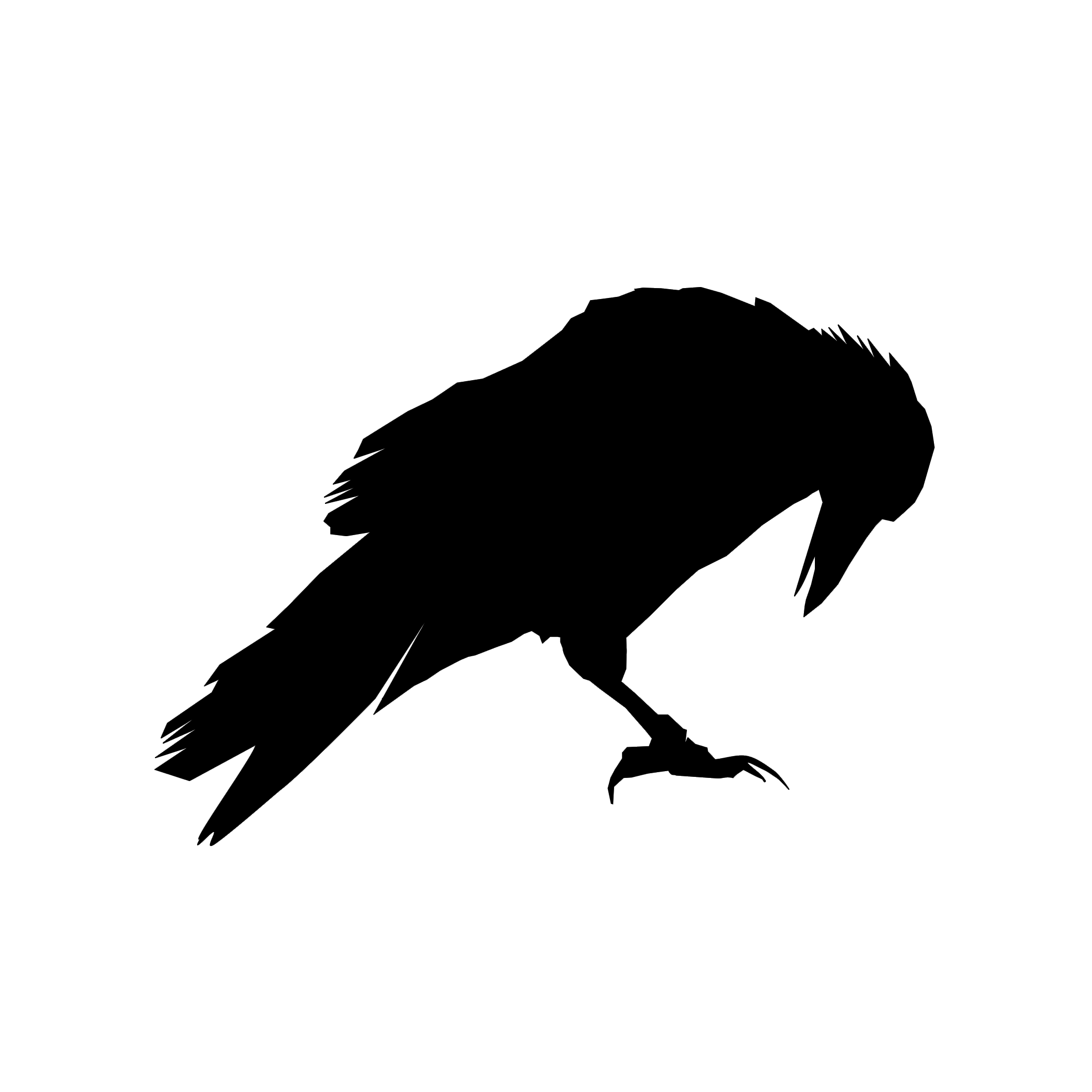 Corb negru